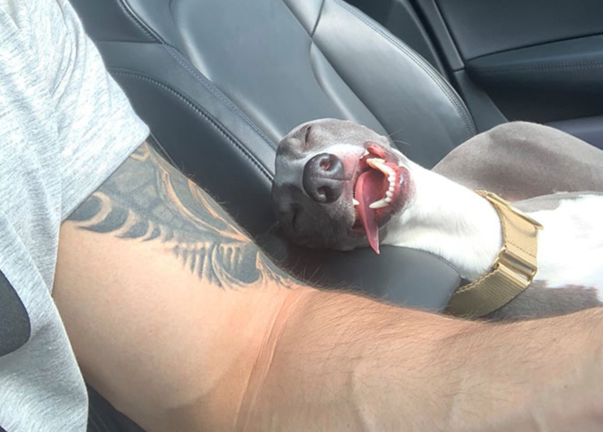 dog in passenger seat passed out with tongue out