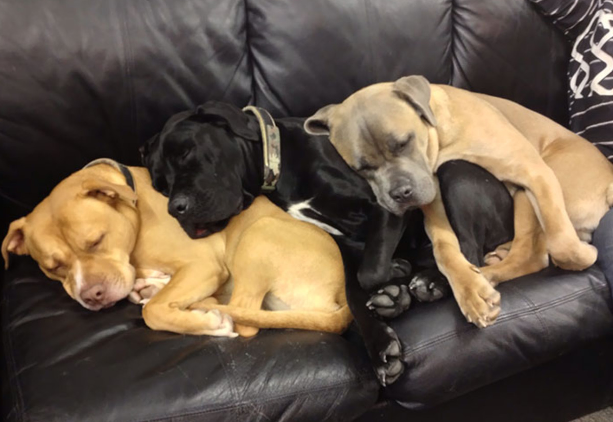 three dogs leaning over each other like dominoes 