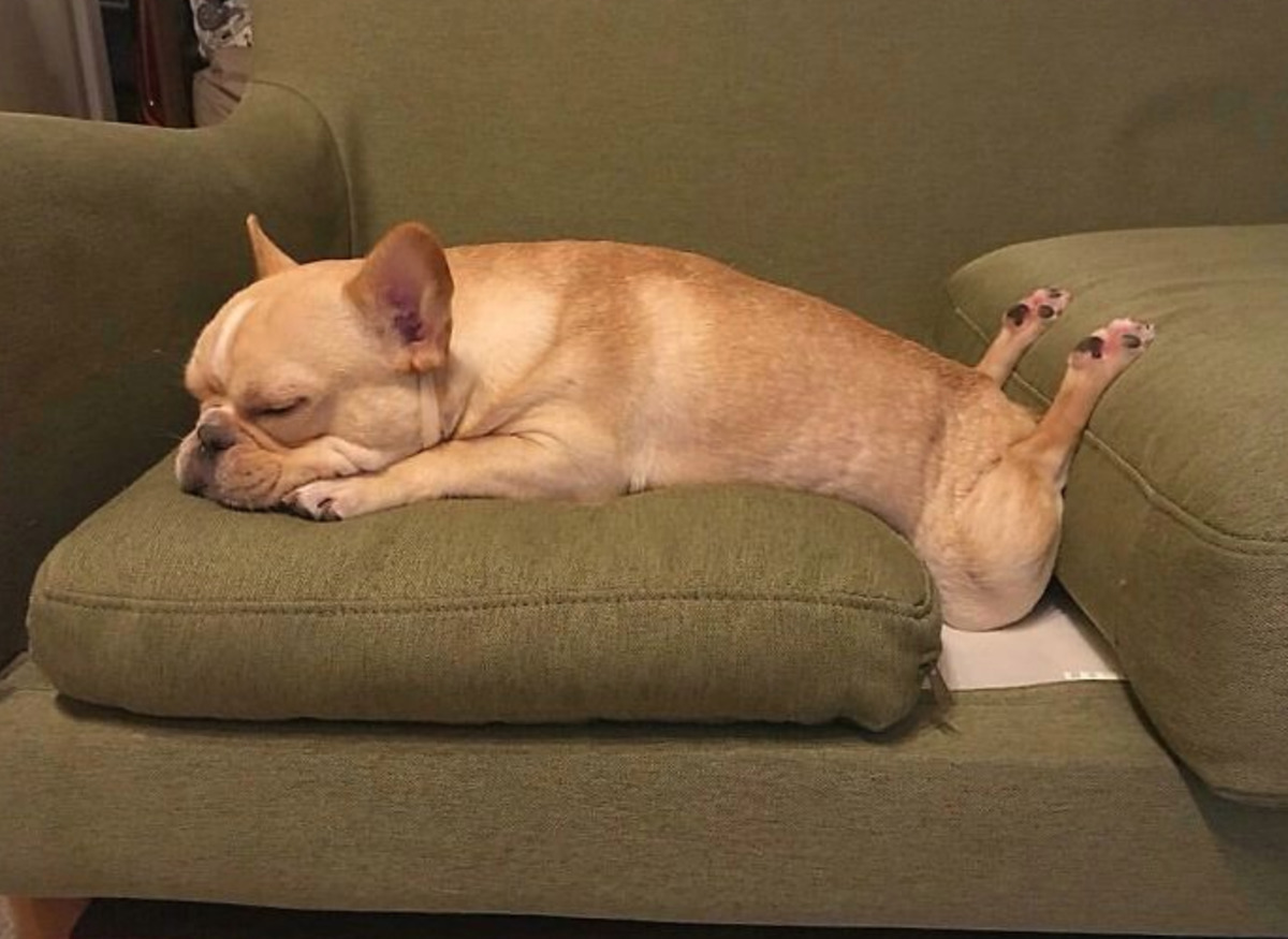 dog lying down with legs pushed up by couch cushion