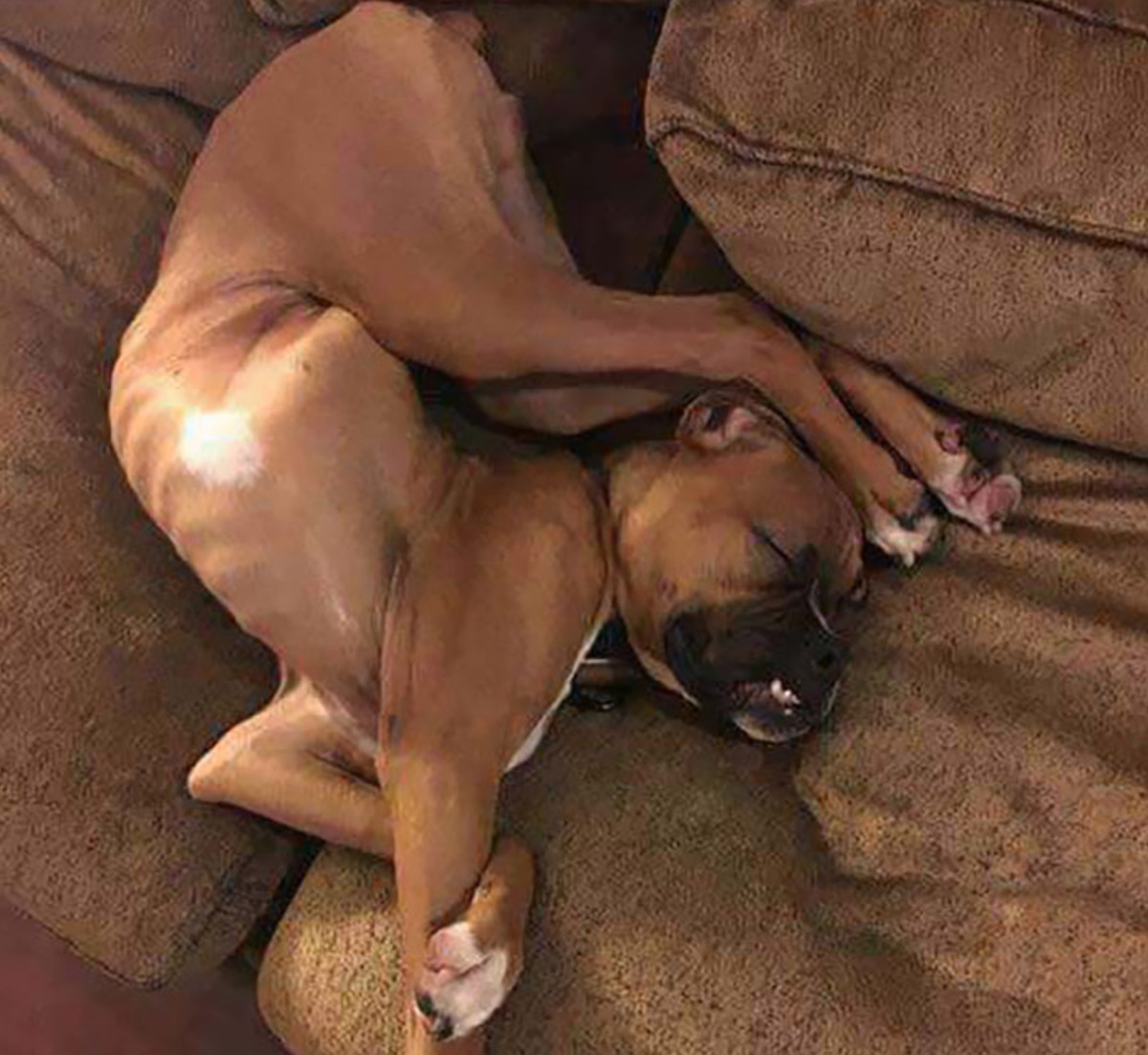 Dog sleeping has body all twisted in weird way