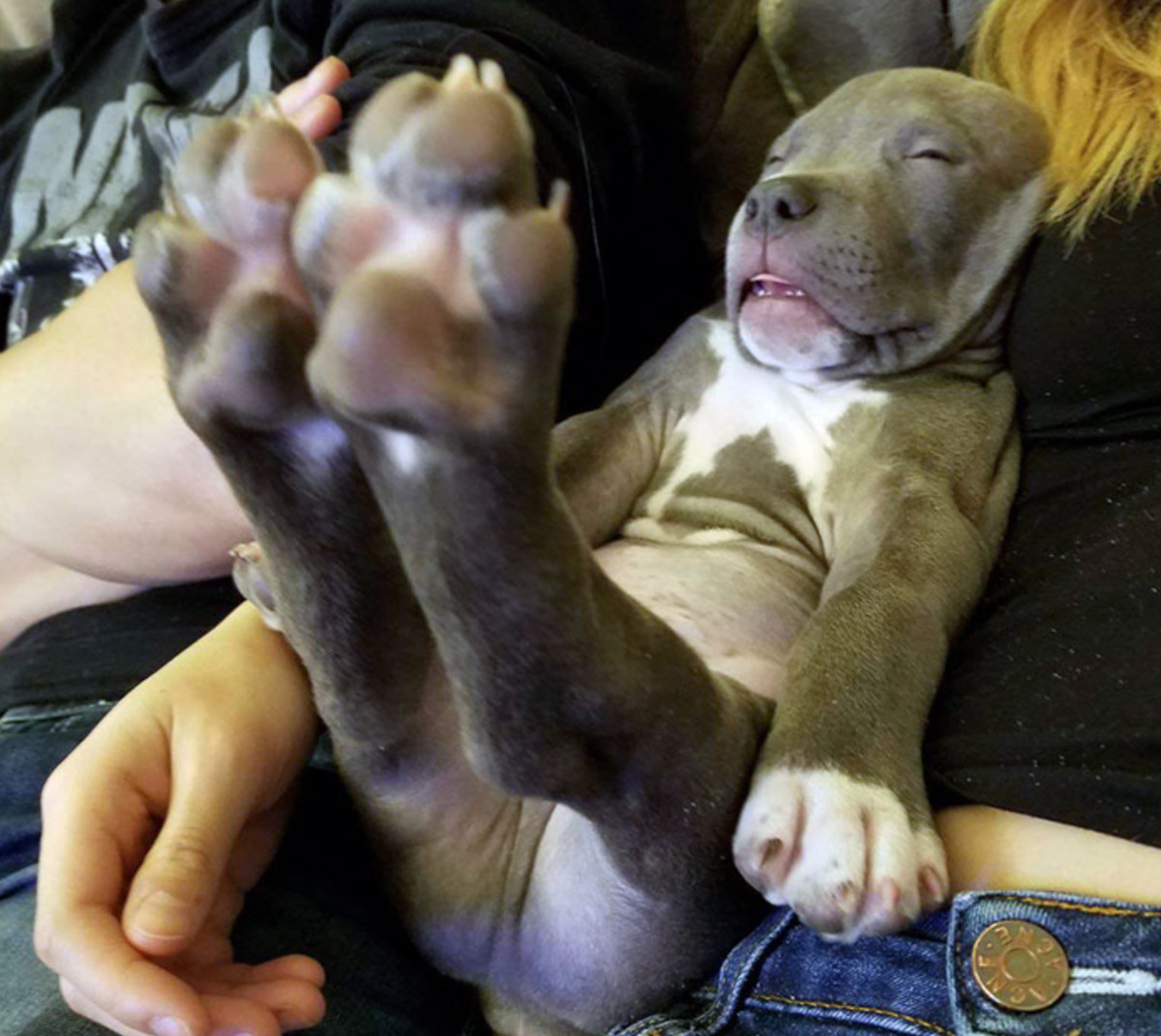 dog sleeping in human sitting position with back paws sticking straight out