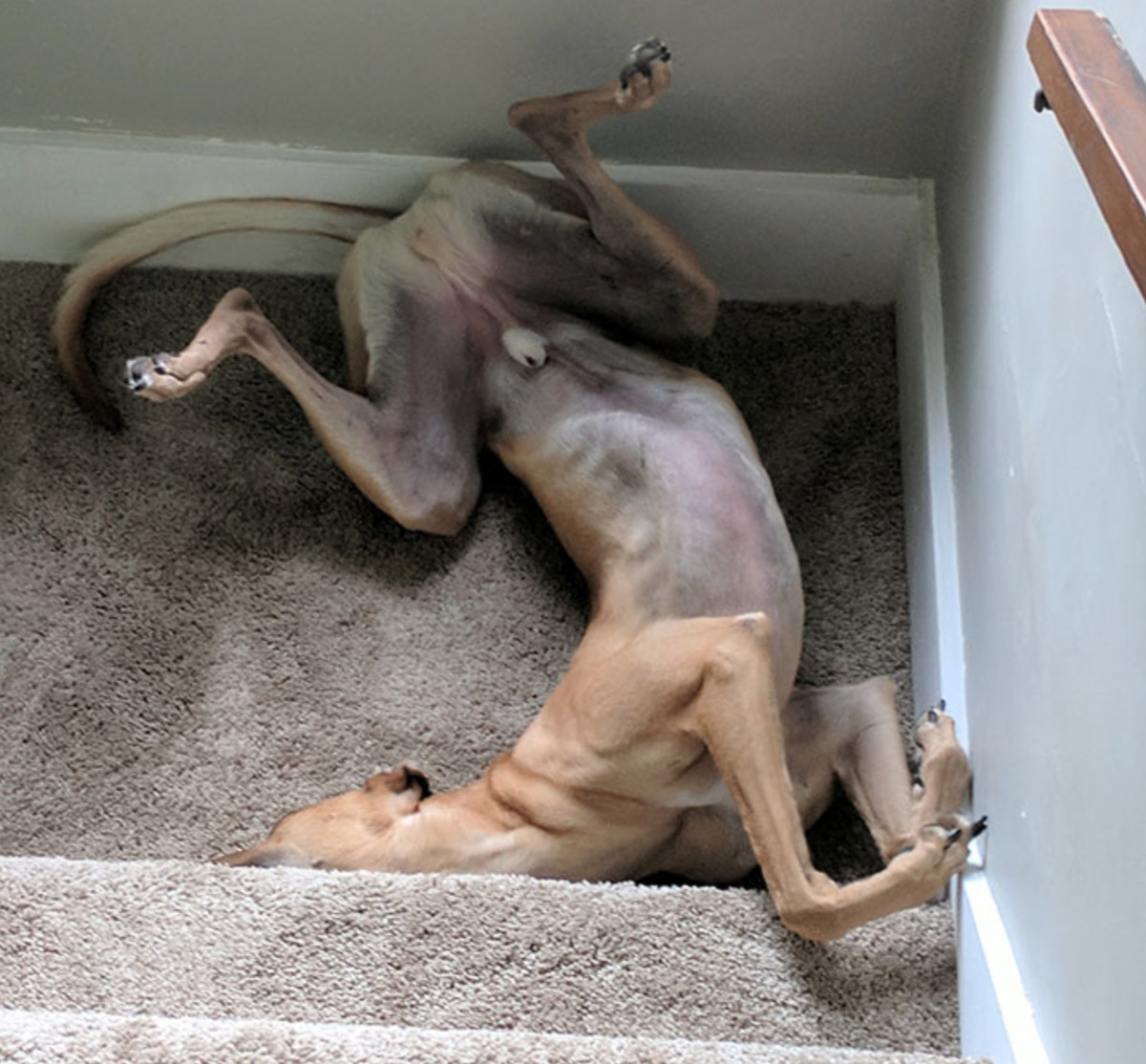 dog sleeping in weird position near bottom of stairs
