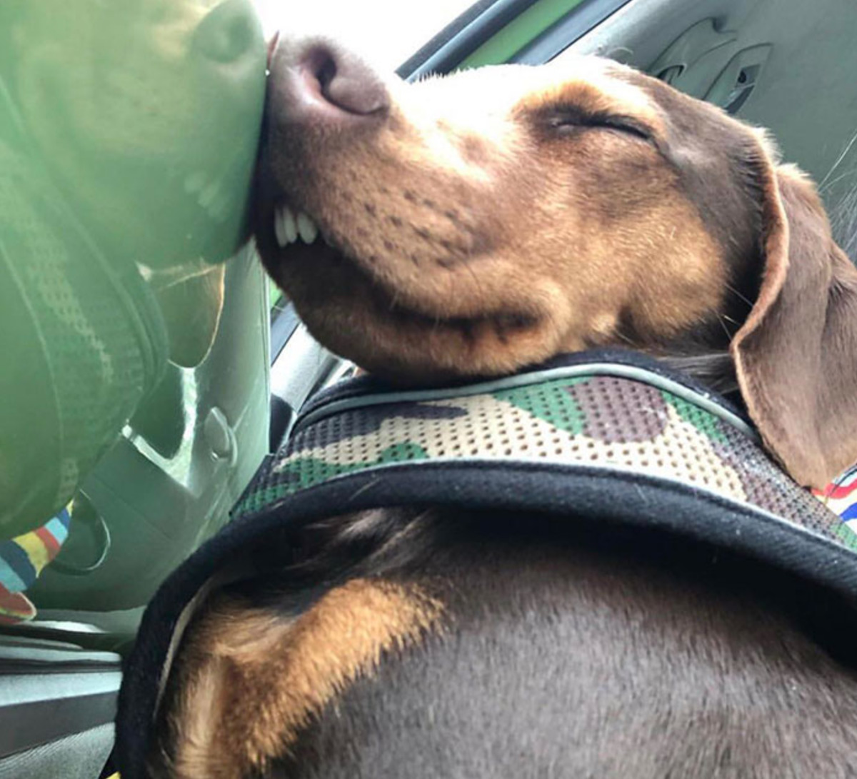 dog sleeping with snout against car window and little teeth exposed