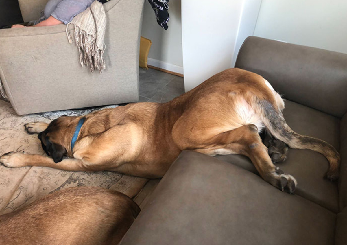 dog with face and paws on floor and back half on couch