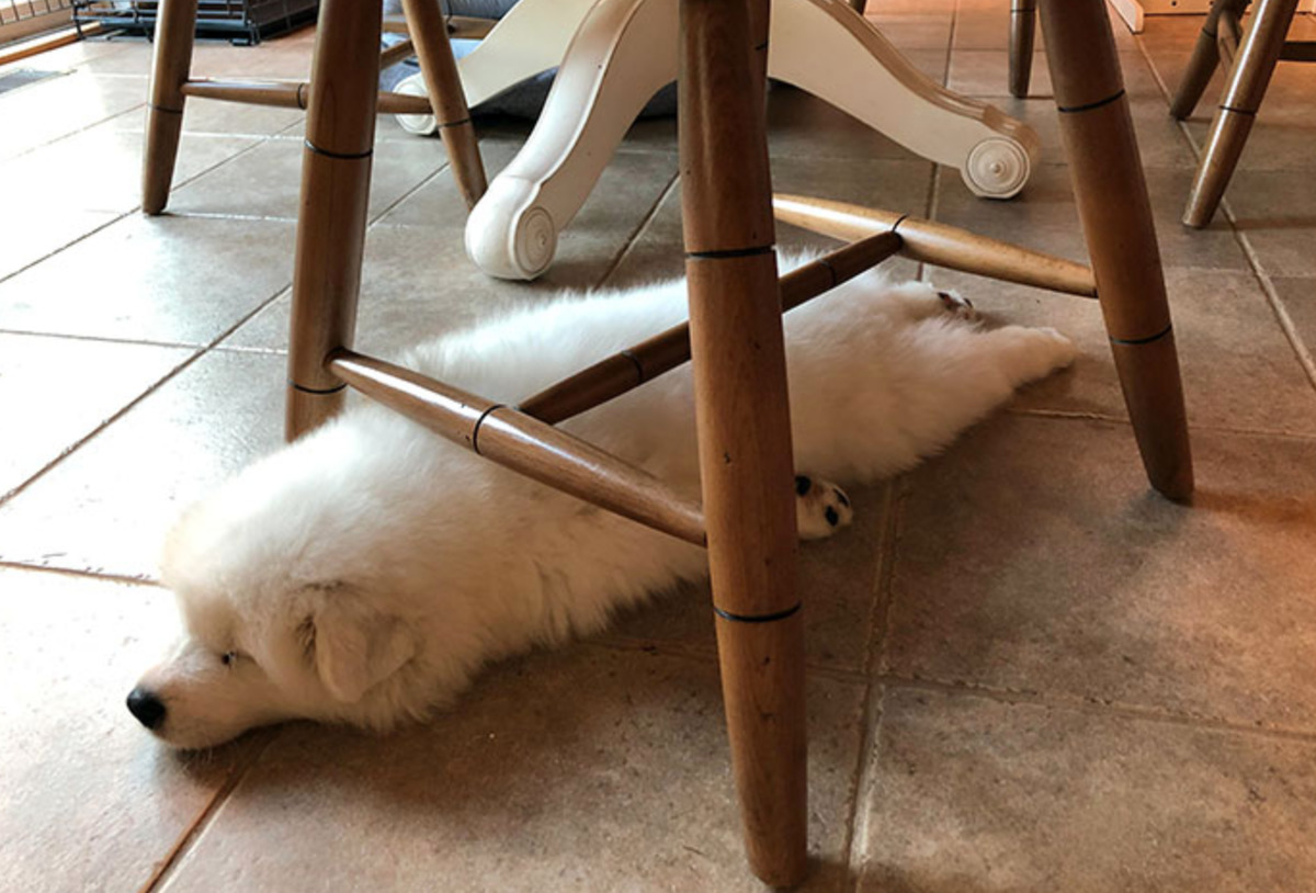 go lying flat with front legs at sides under a kitchen chair