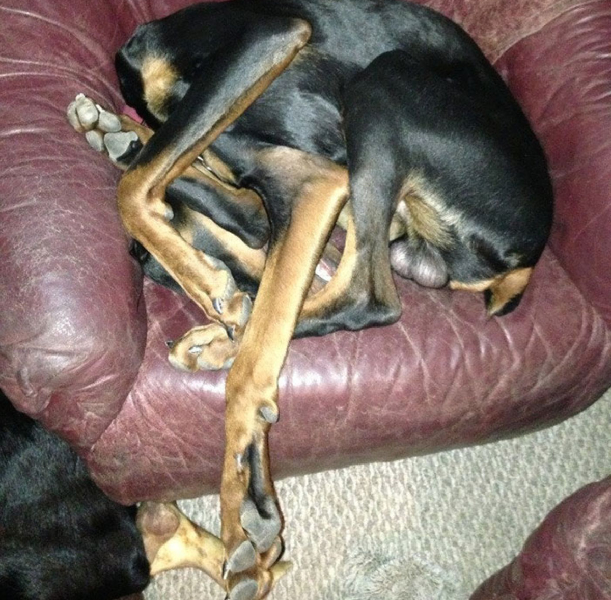 dogs limbs are so tangled that you can't tell which is which