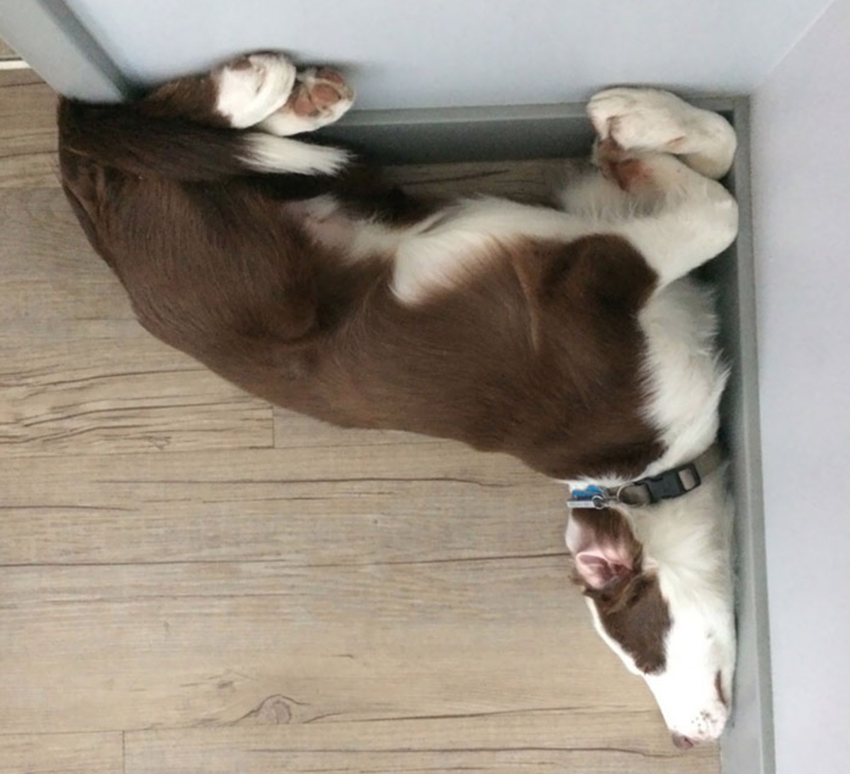 dog molds body to wall corner