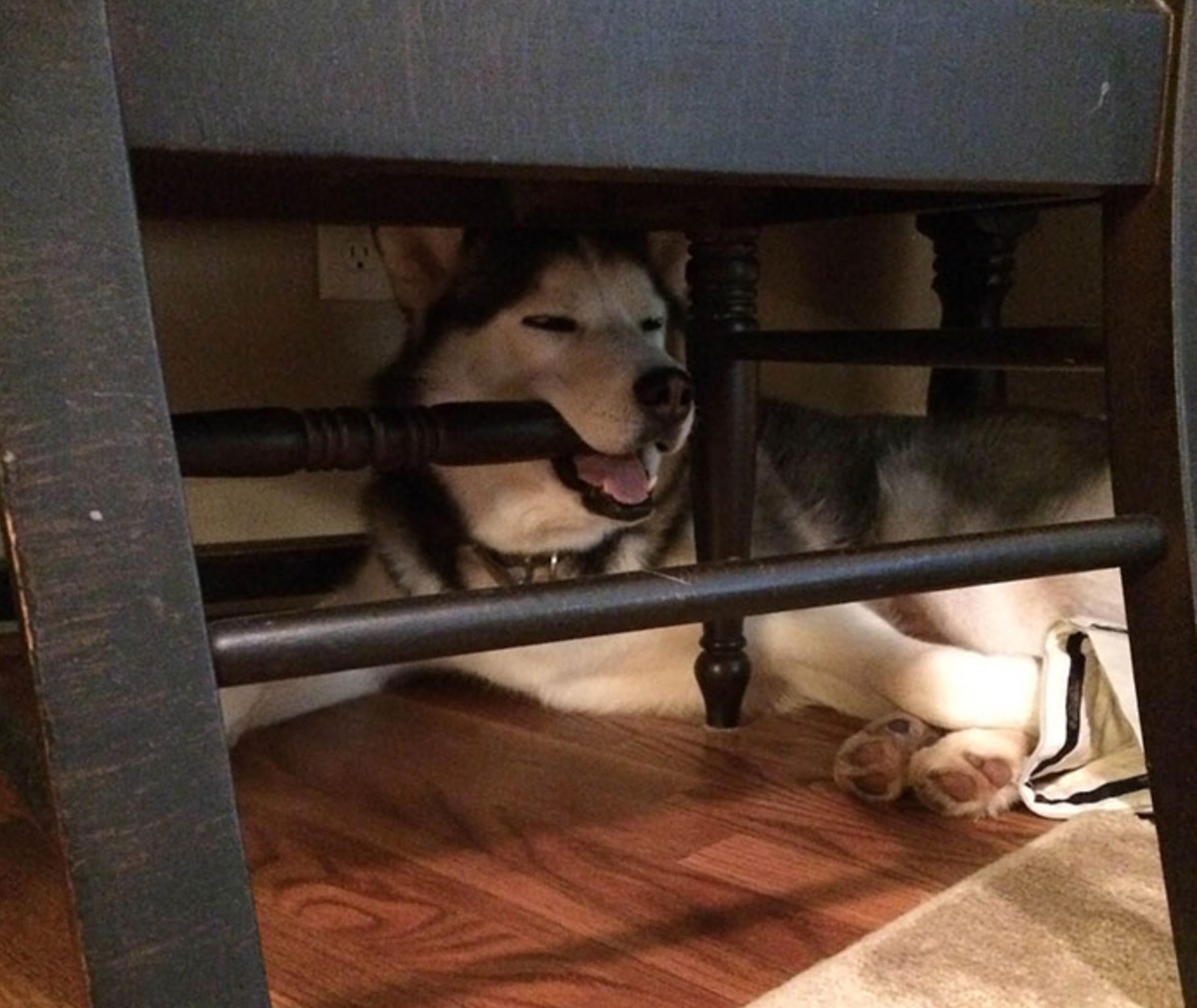 dog sleeping with mouth on chair leg support