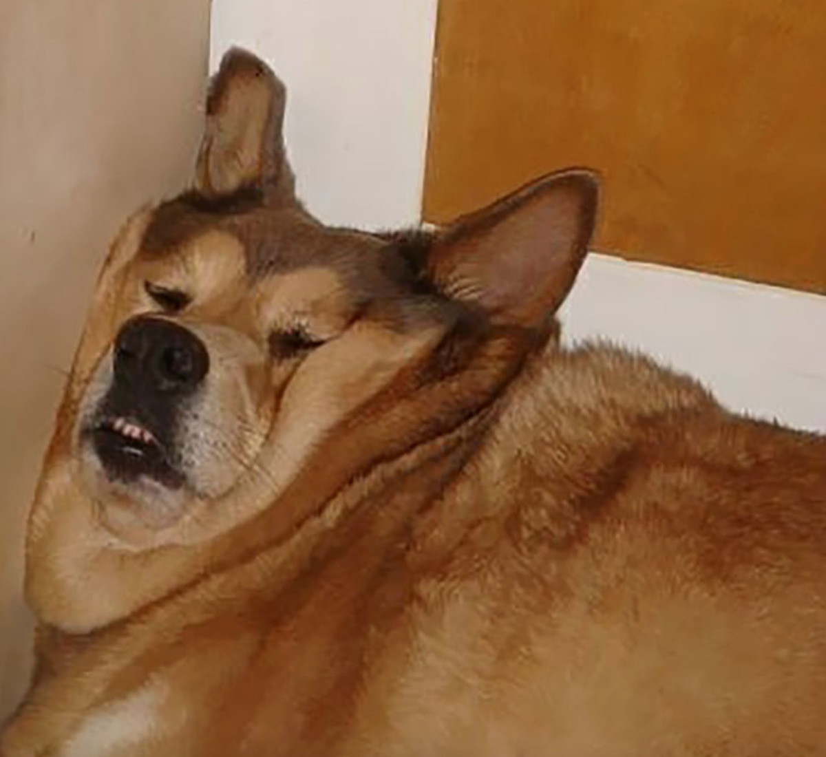 dog with face against the wall all squished up