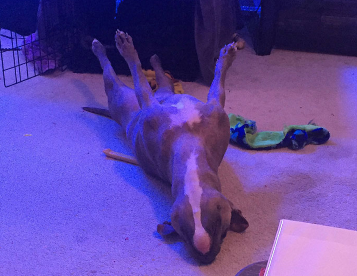 dog sleeping on back with all legs in the air
