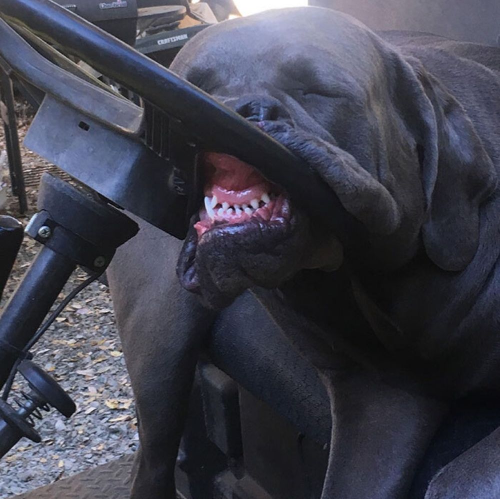 dog sleeping with his face in a golf cart steering wheel