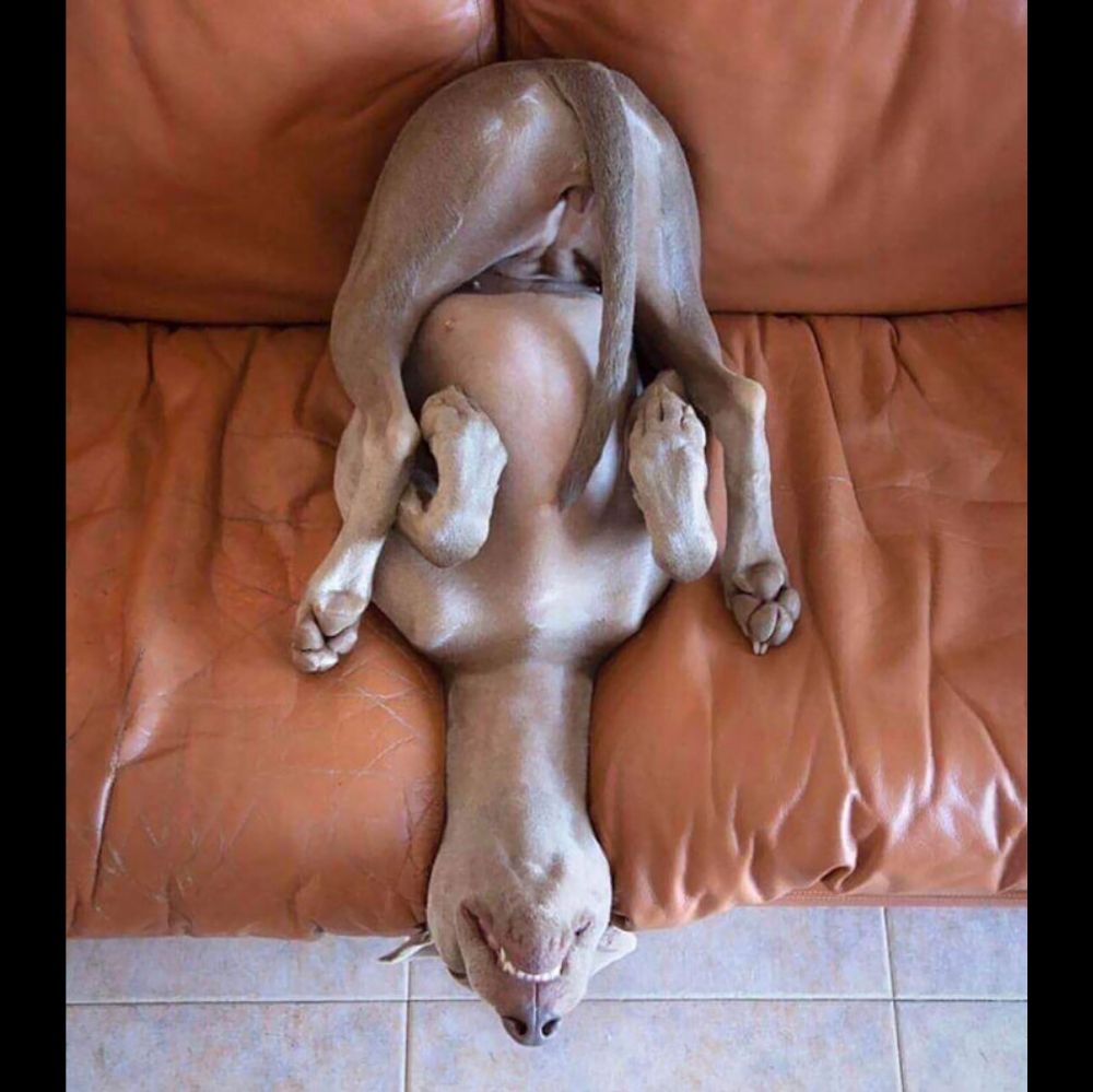 dog sleeps on back with butt pushed up against couch