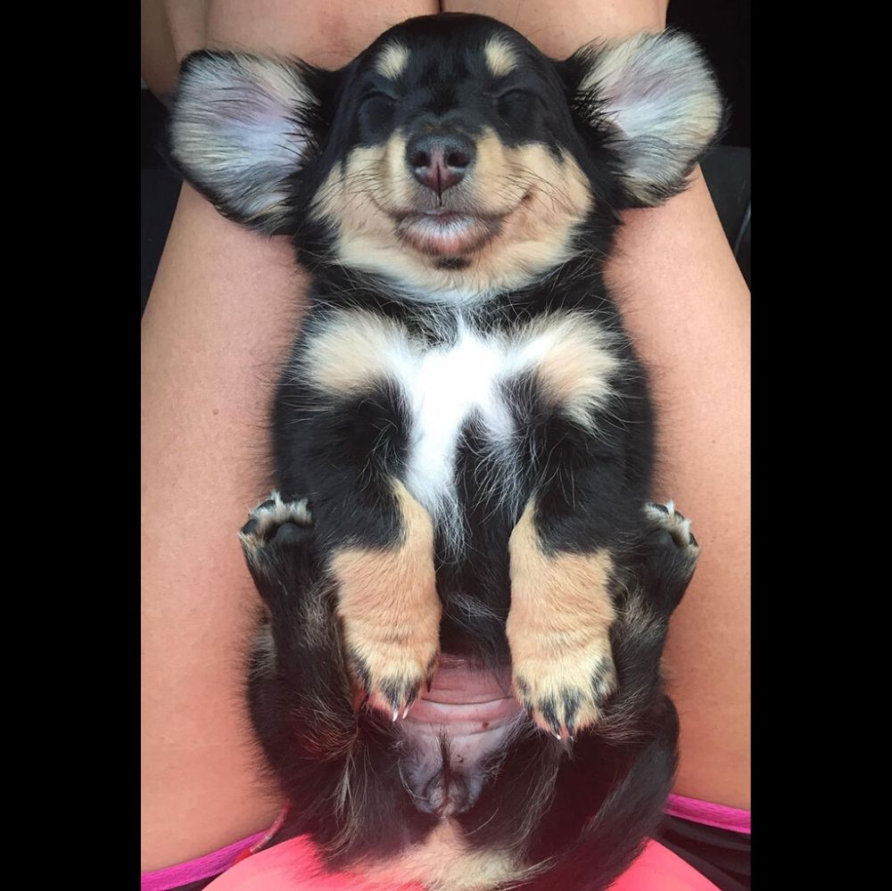 dog lying on owners lap is smiling in sleep