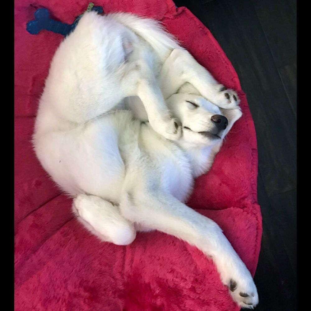 dogs body was just twisted all around on floor