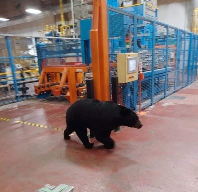 bear roaming freely around warehouse