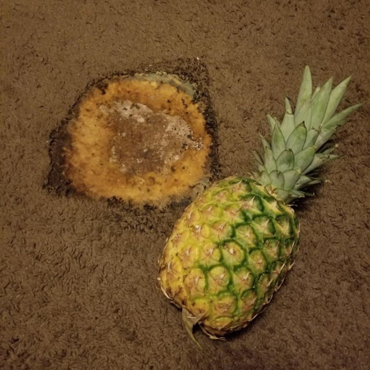 burn hole in the carpet from old roommate