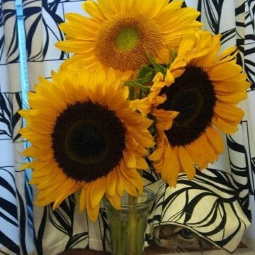 cat under the curtain looking at the flowers