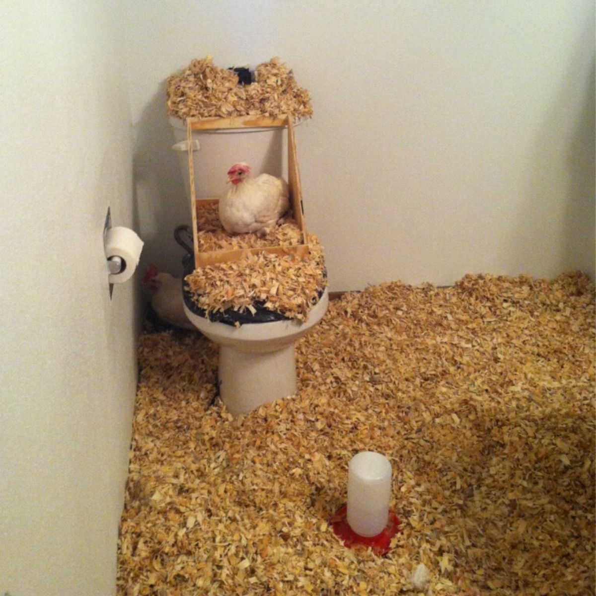 chicken coop in roommmates bathroom