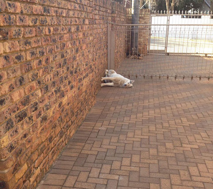 dog sleeping looks like it's sitting on wall