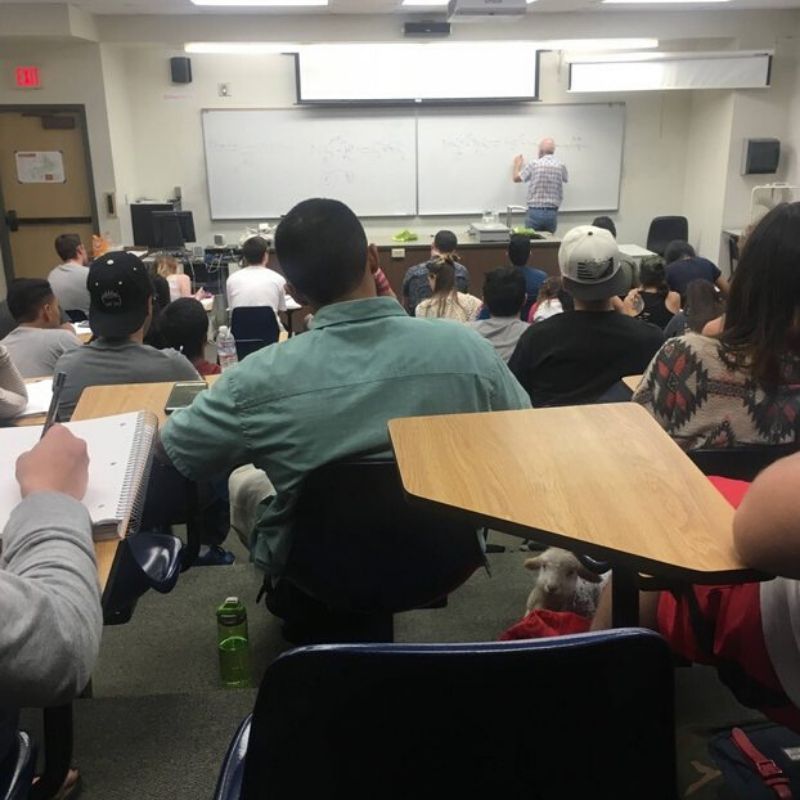 goat student in the lecture