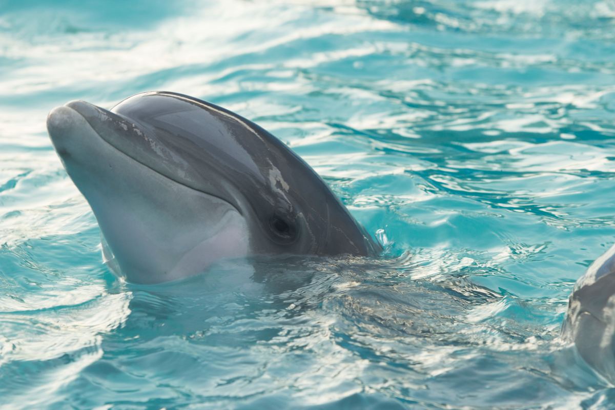 dolphin with head sticking out of the water