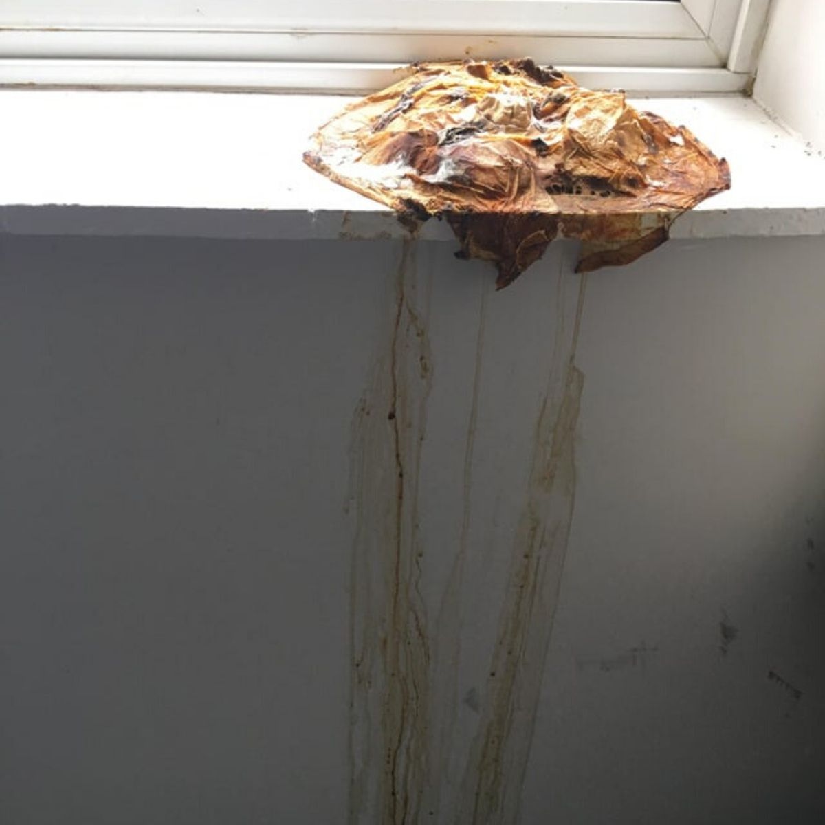 melting pumpkin on the window sill