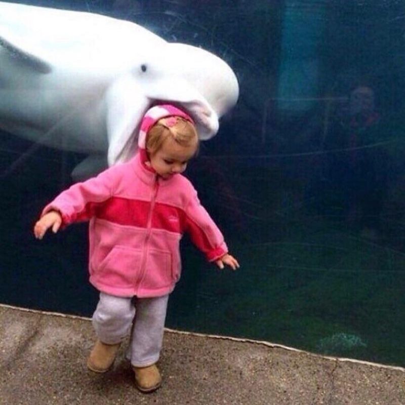 perfect timing beluga whale and child
