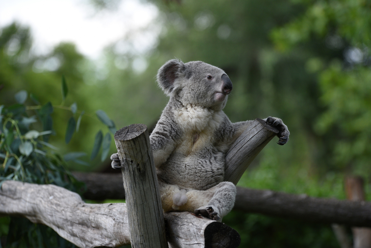 A koala at the Madrid zoo