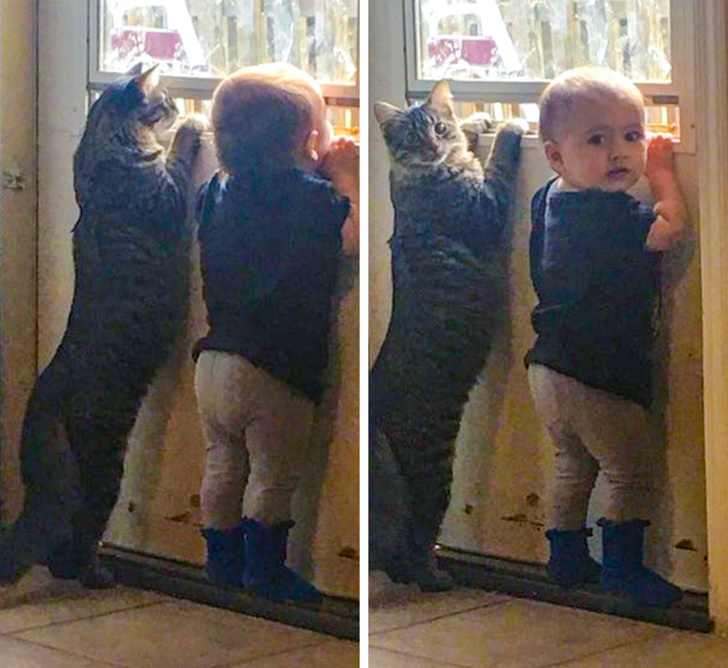 toddler and cat look at the the window together