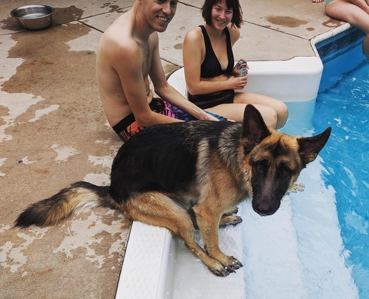 German Shepherd sits at edge of pool with owners