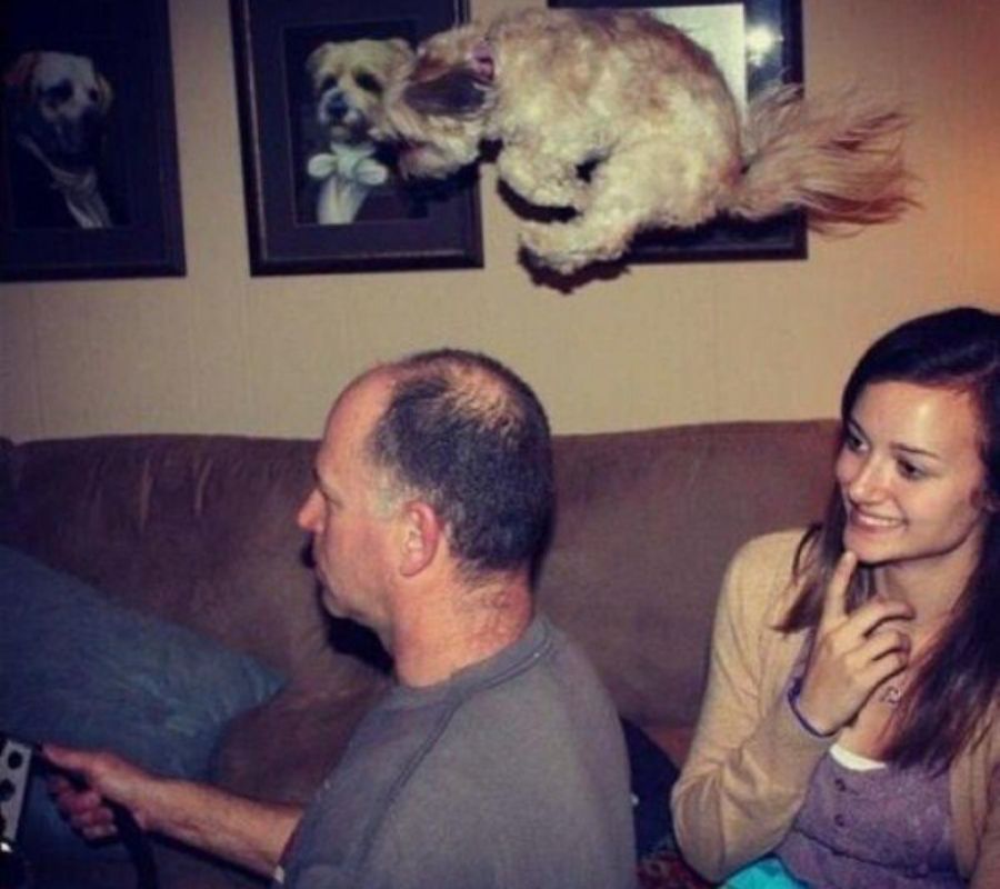 a picture of a dog jumping mid air