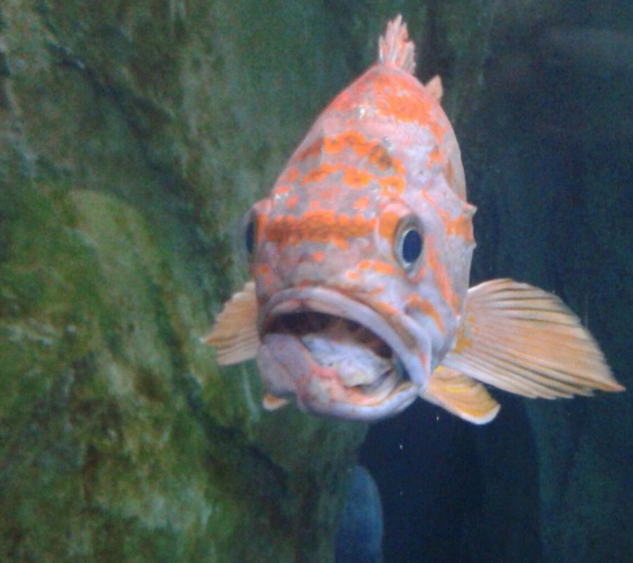 a weird looking fish
