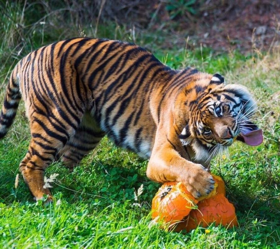 a tiger eating a pumpkin