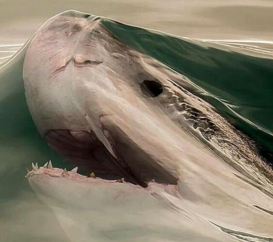a shark just before breaking the water