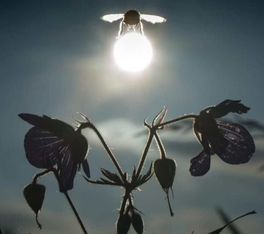 a picture that looks like the bee is taking away the sun
