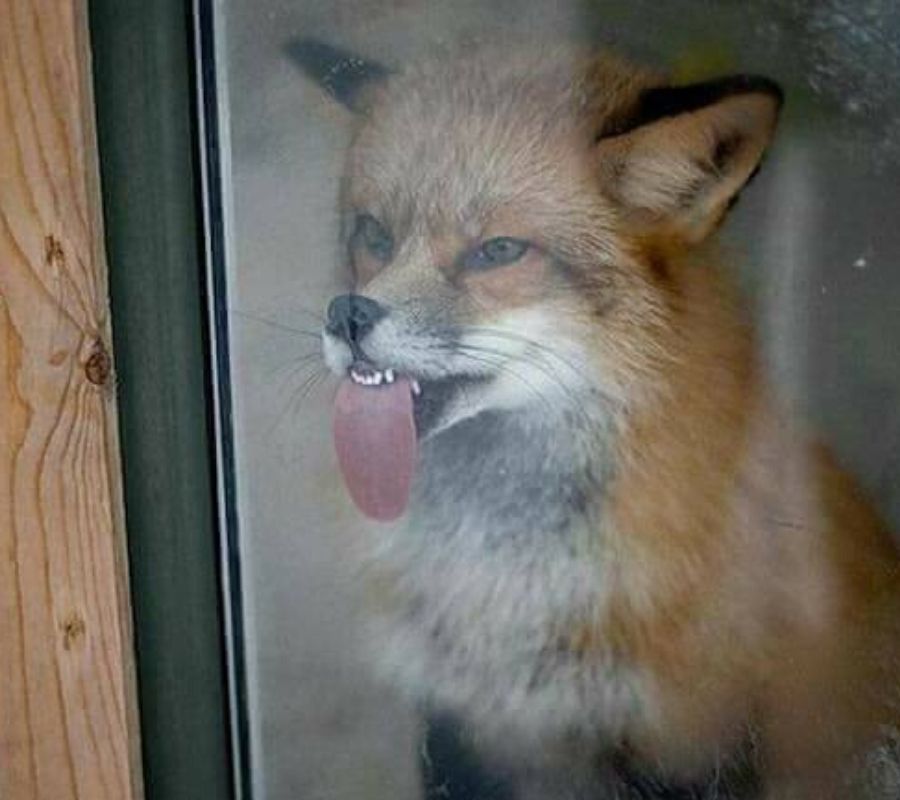 a fox licking the window