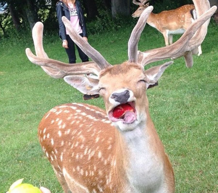 a deer eating an apple
