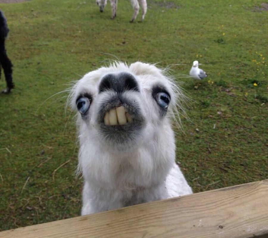 a funny looking llama