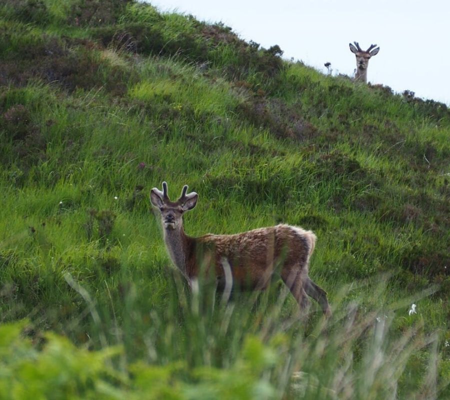 an angry looking deer