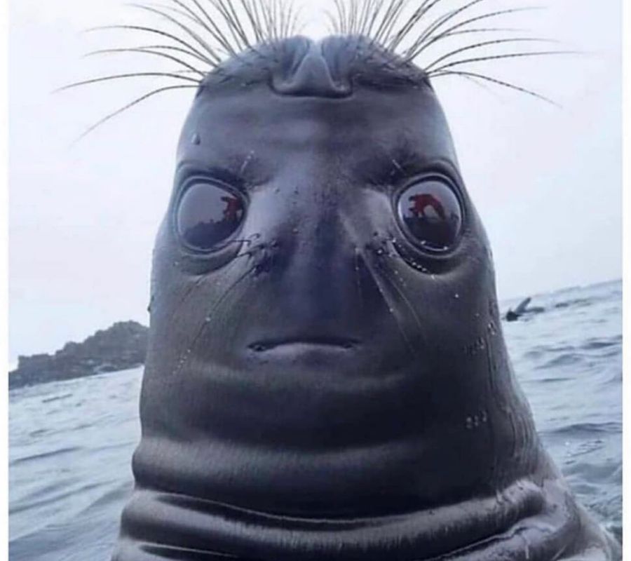 a seal picture that is bad