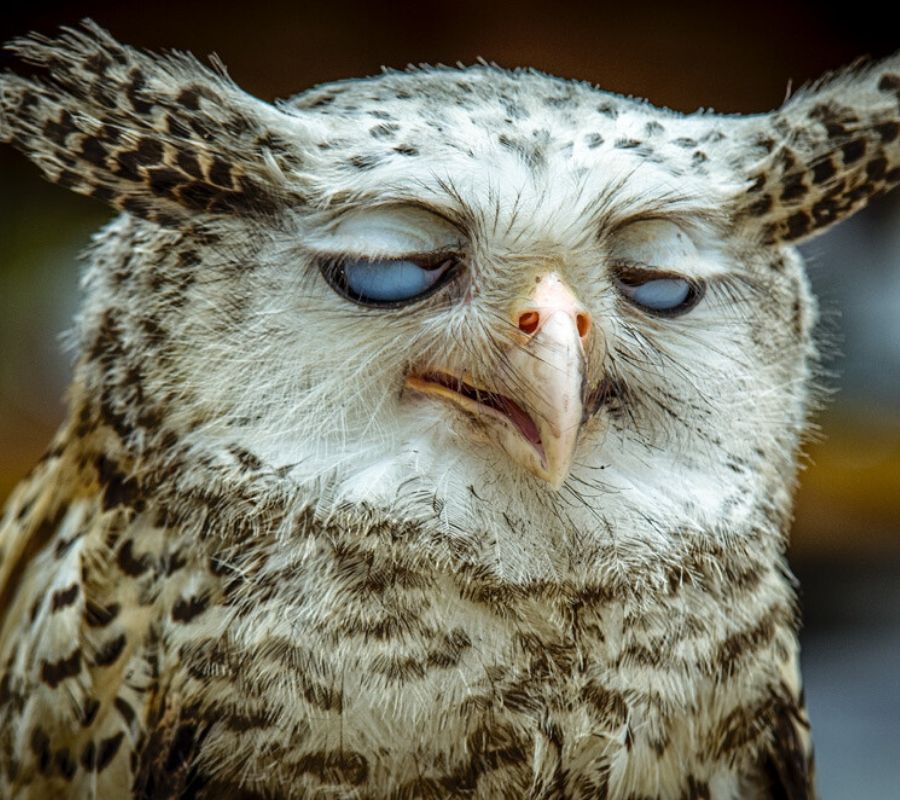 a tired looking owl