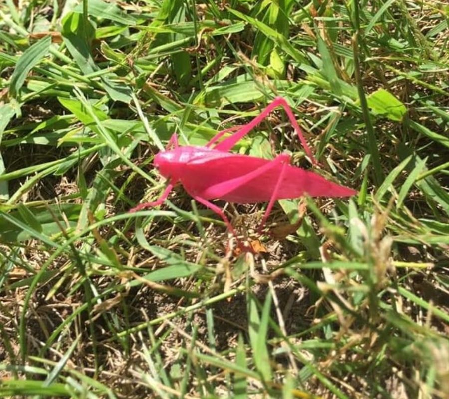 a pink grasshopper