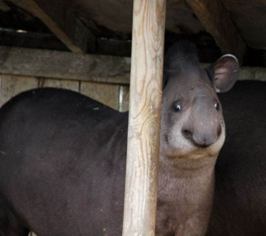 an animal looking confused