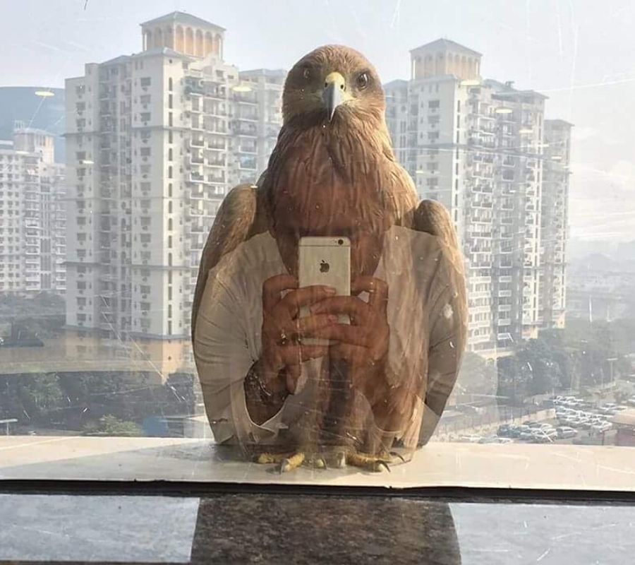 a hawk that looks like it's holding a phone