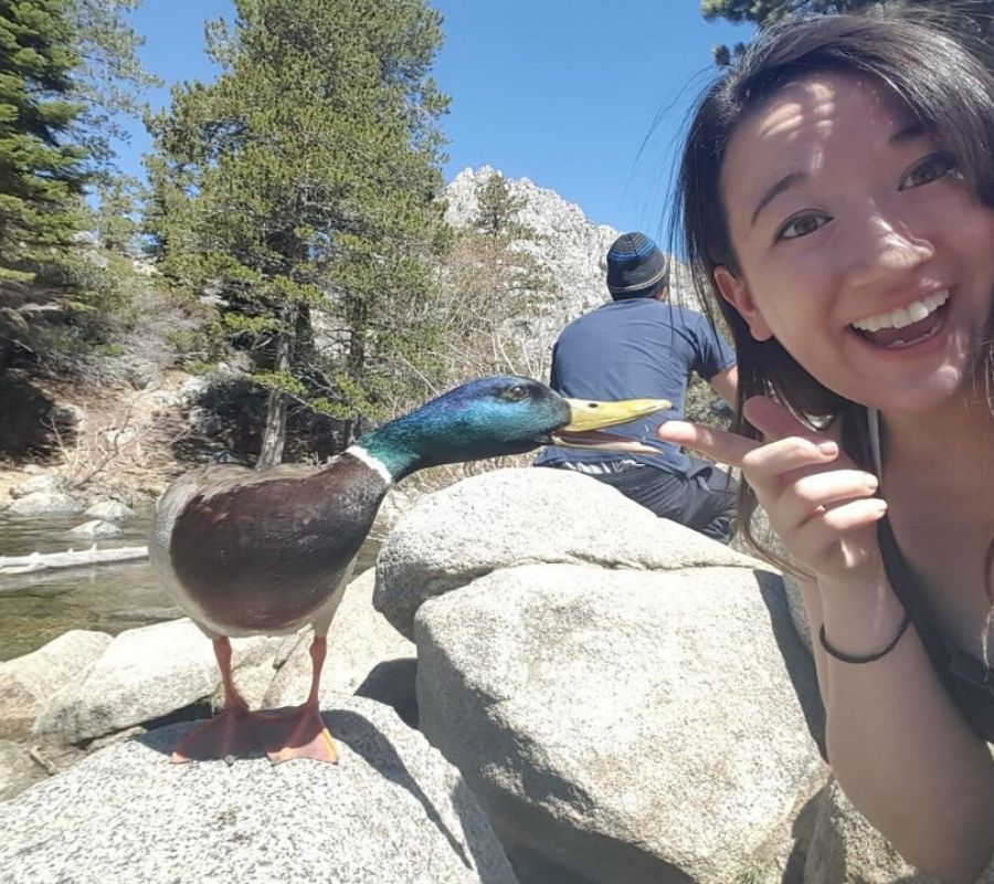 a duck about to bite someone's finger