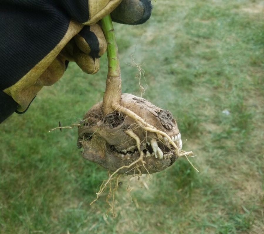 a plant growing into the skull of an animal