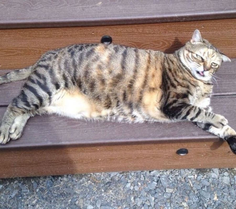 a cat making a yuck face