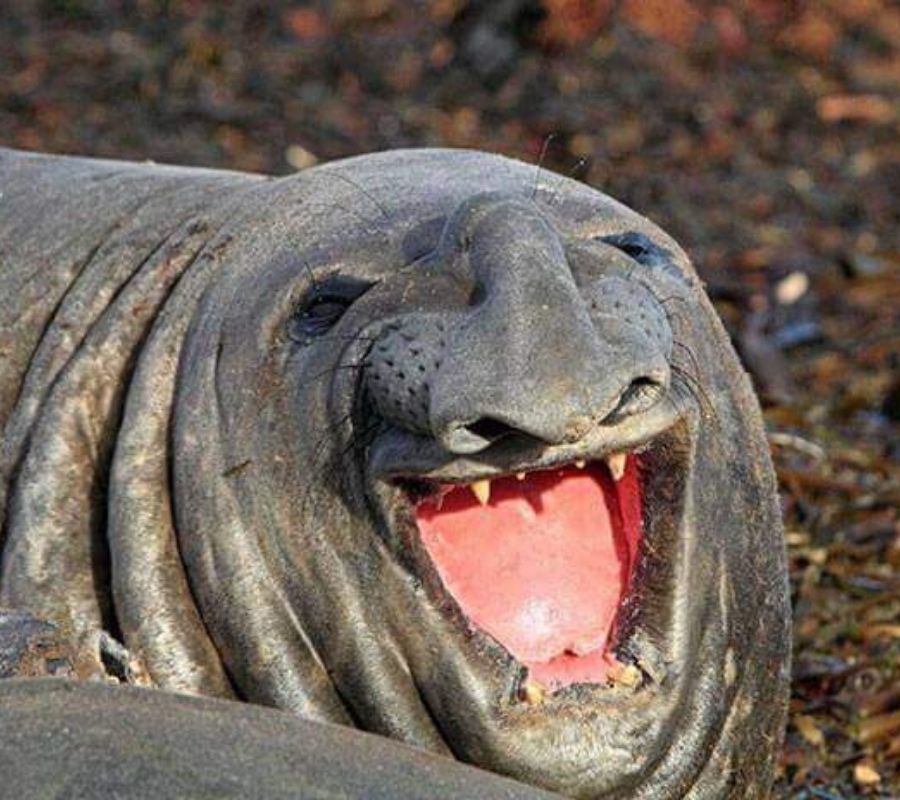 an ugly seal laughing