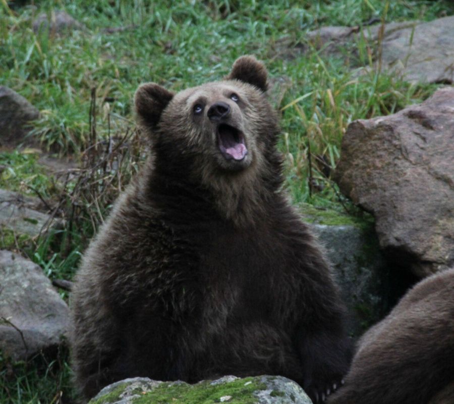 a bear yawning
