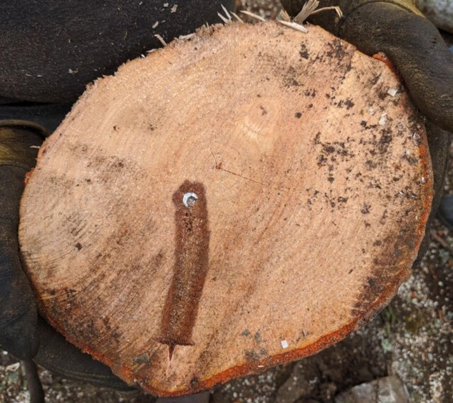a bullet found in a log